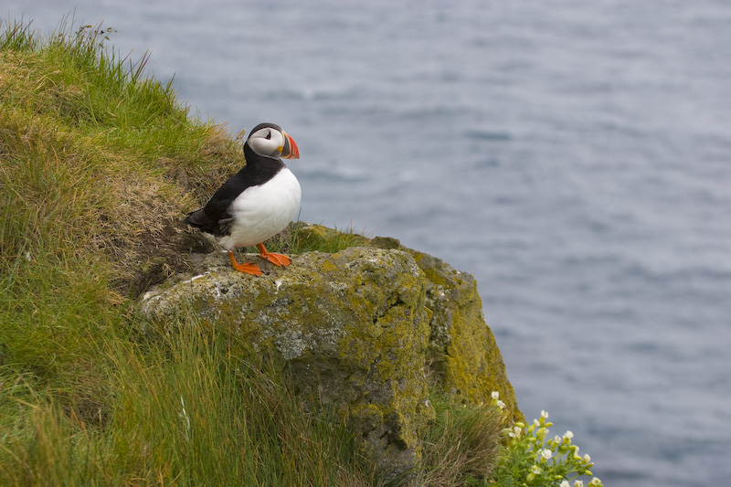 Atlantic Puffin